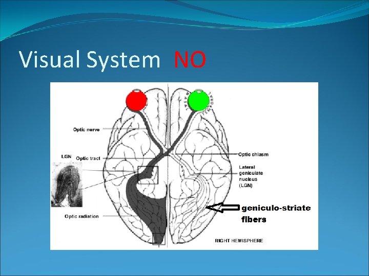 Visual System NO 