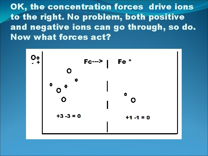 OK, the concentration forces drive ions to the right. No problem, both positive and