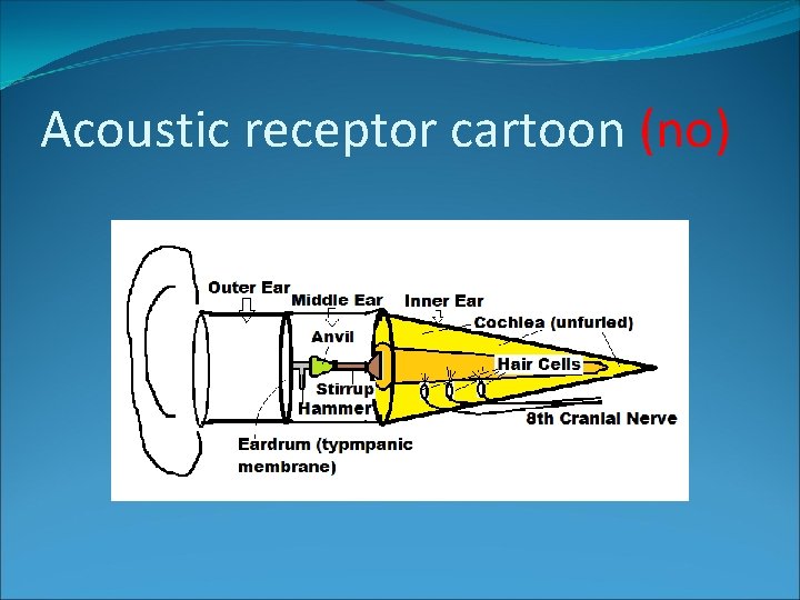 Acoustic receptor cartoon (no) 