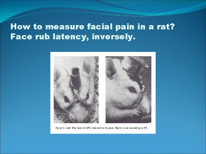 How to measure facial pain in a rat? Face rub latency, inversely. 