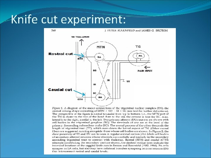 Knife cut experiment: 