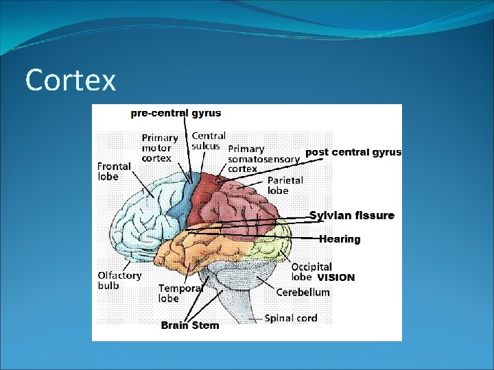 Cortex 