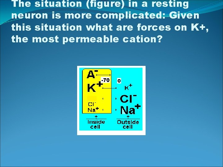 The situation (figure) in a resting neuron is more complicated: Given this situation what