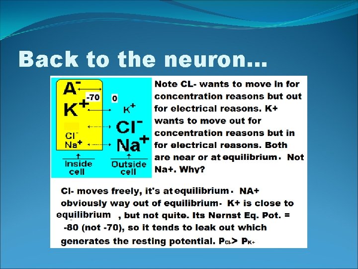 Back to the neuron… 