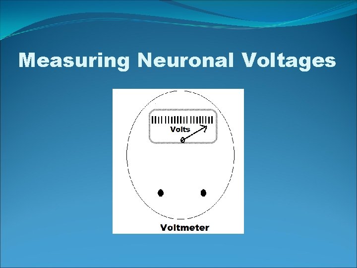 Measuring Neuronal Voltages 