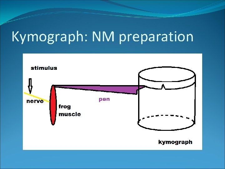 Kymograph: NM preparation 