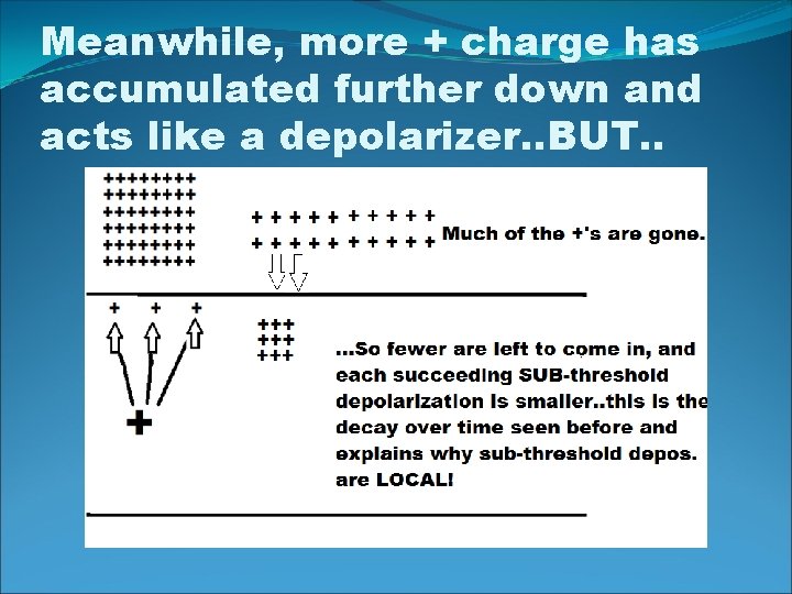 Meanwhile, more + charge has accumulated further down and acts like a depolarizer. .