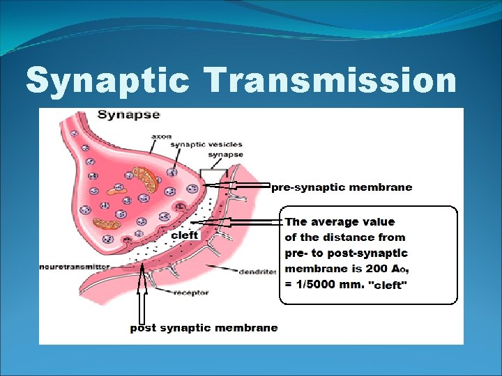 Synaptic Transmission 