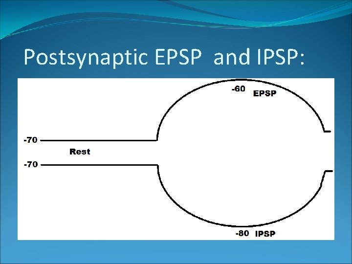 Postsynaptic EPSP and IPSP: 