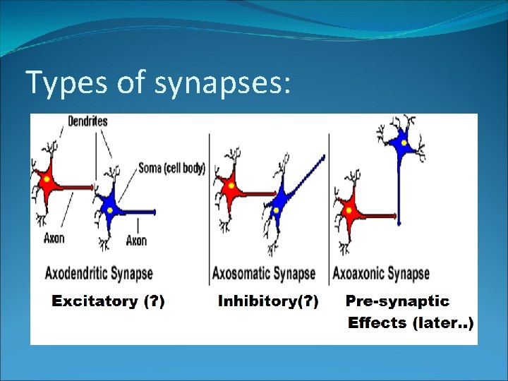 Types of synapses: 