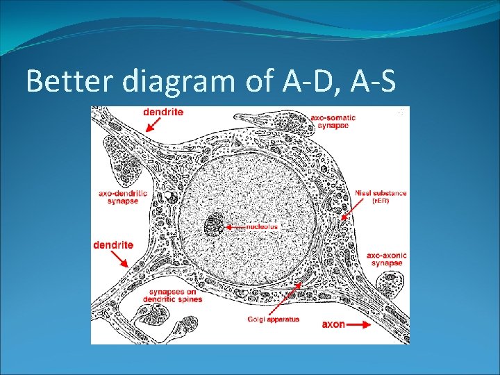 Better diagram of A-D, A-S 