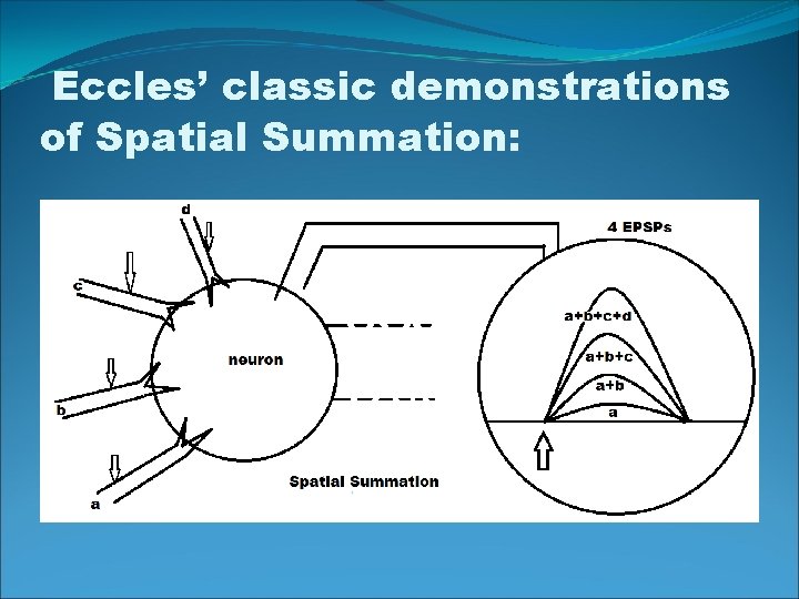 Eccles’ classic demonstrations of Spatial Summation: 