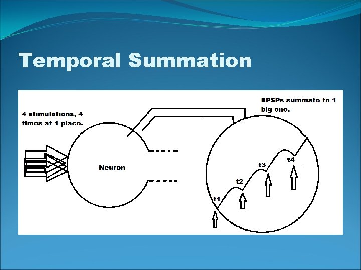 Temporal Summation 