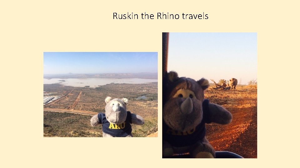 Ruskin the Rhino travels 
