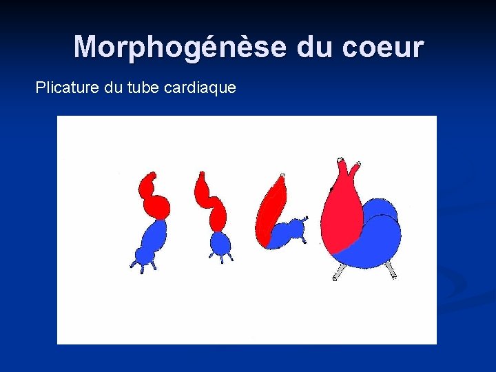 Morphogénèse du coeur Plicature du tube cardiaque 