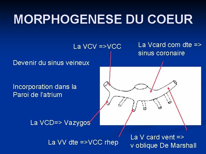 MORPHOGENESE DU COEUR La VCV =>VCC La Vcard com dte => sinus coronaire Devenir