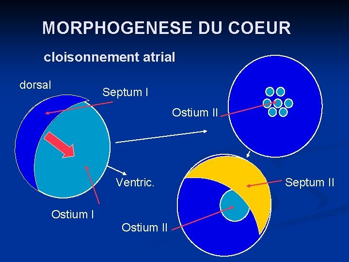 MORPHOGENESE DU COEUR cloisonnement atrial dorsal Septum I Ostium II Ventric. Ostium II Septum