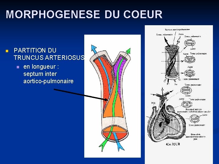 MORPHOGENESE DU COEUR n PARTITION DU TRUNCUS ARTERIOSUS n en longueur : septum inter