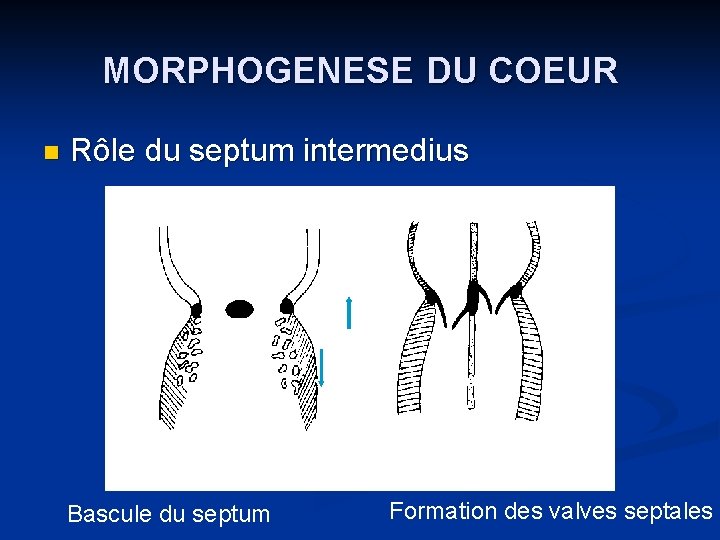 MORPHOGENESE DU COEUR n Rôle du septum intermedius Bascule du septum Formation des valves