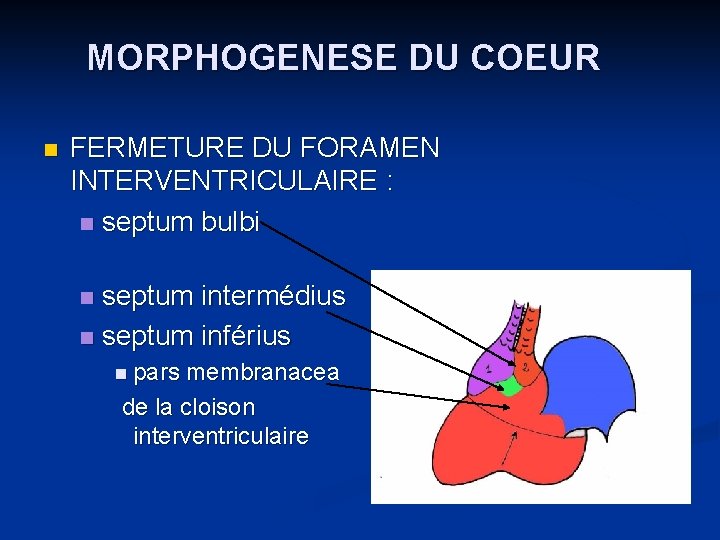 MORPHOGENESE DU COEUR n FERMETURE DU FORAMEN INTERVENTRICULAIRE : n septum bulbi septum intermédius