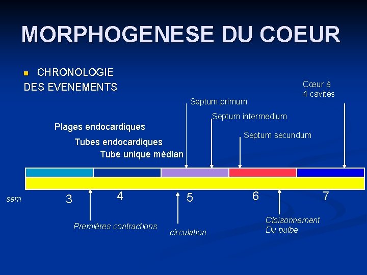 MORPHOGENESE DU COEUR CHRONOLOGIE DES EVENEMENTS n Cœur à 4 cavités Septum primum Septum