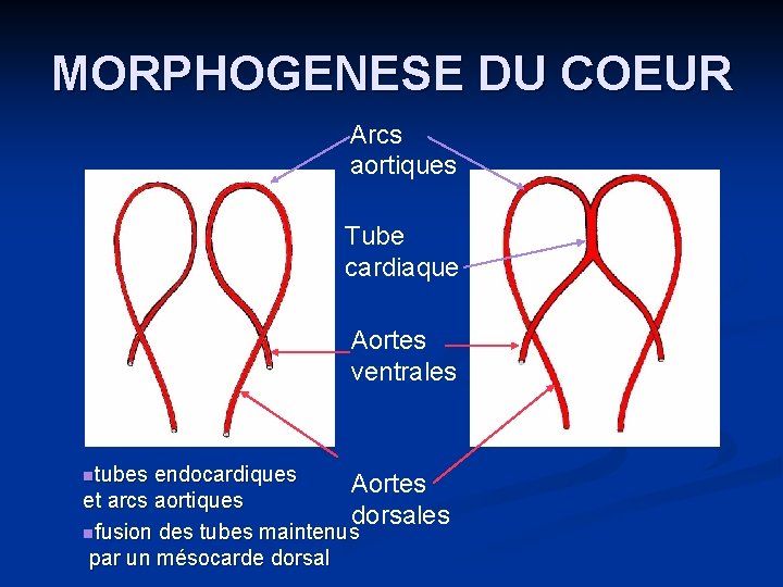 MORPHOGENESE DU COEUR Arcs aortiques Tube cardiaque Aortes ventrales ntubes endocardiques Aortes et arcs