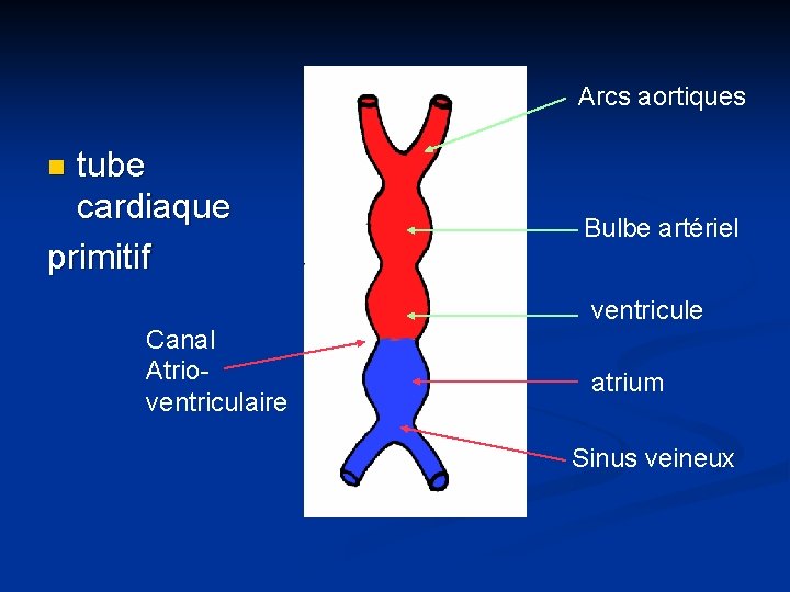 Arcs aortiques tube cardiaque primitif n Canal Atrioventriculaire Bulbe artériel ventricule atrium Sinus veineux