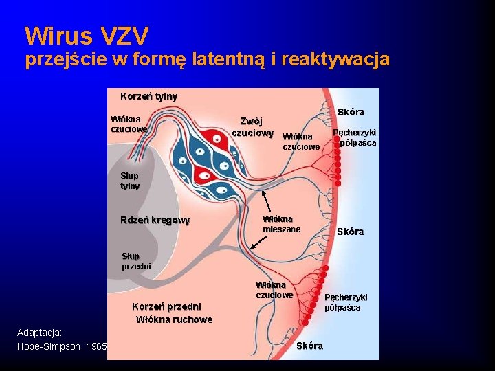 Wirus VZV przejście w formę latentną i reaktywacja Korzeń tylny Włókna czuciowe Zwój czuciowy