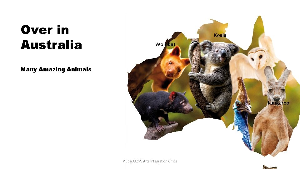 Over in Australia Koala Wombat Many Amazing Animals Kangaroo PKlos/AACPS Arts Integration Office 