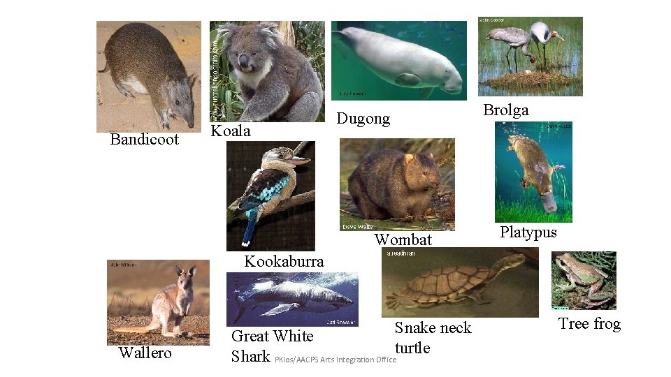 Bandicoot Koala Brolga Dugong Wombat Platypus Kookaburra Wallero Snake neck turtle Great White Shark