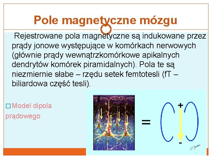 Pole magnetyczne mózgu Rejestrowane pola magnetyczne są indukowane przez prądy jonowe występujące w komórkach