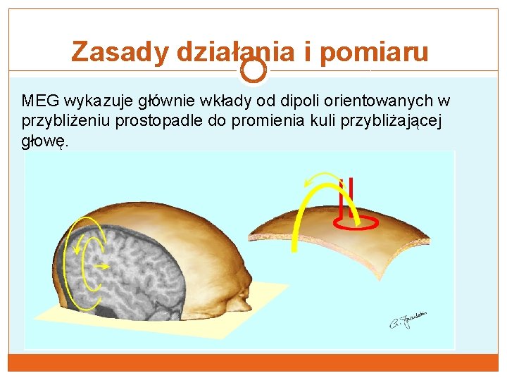 Zasady działania i pomiaru MEG wykazuje głównie wkłady od dipoli orientowanych w przybliżeniu prostopadle