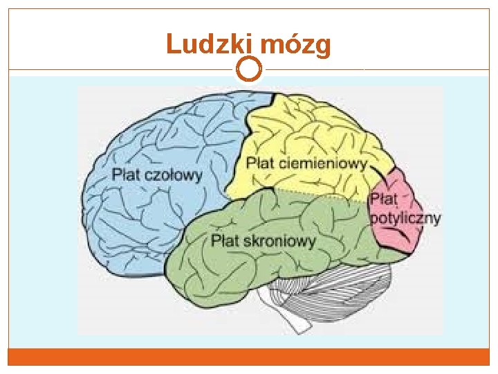 Ludzki mózg 