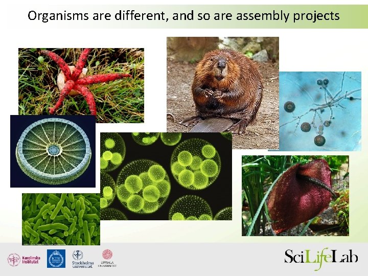 Organisms are different, and so are assembly projects 