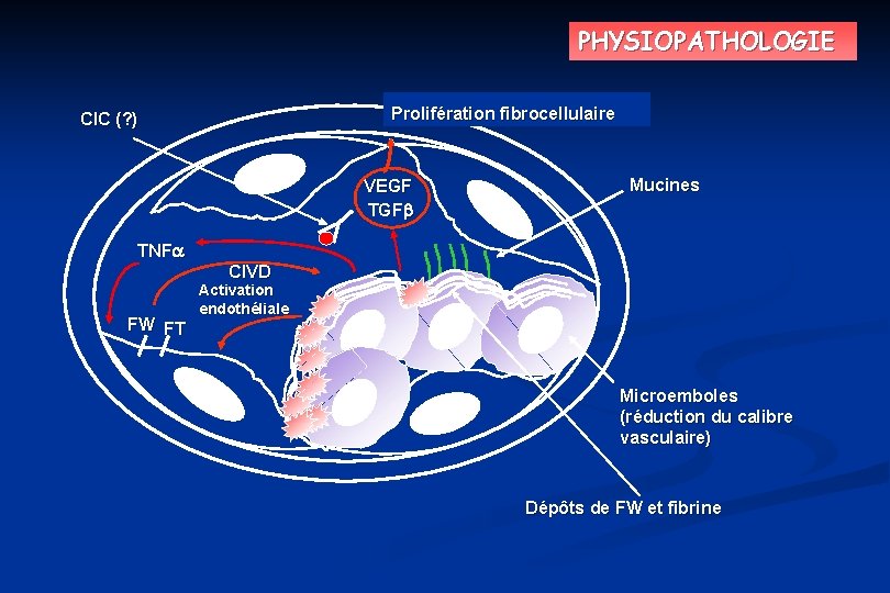 PHYSIOPATHOLOGIE Prolifération fibrocellulaire CIC (? ) VEGF TGF Mucines TNF CIVD FW FT Activation