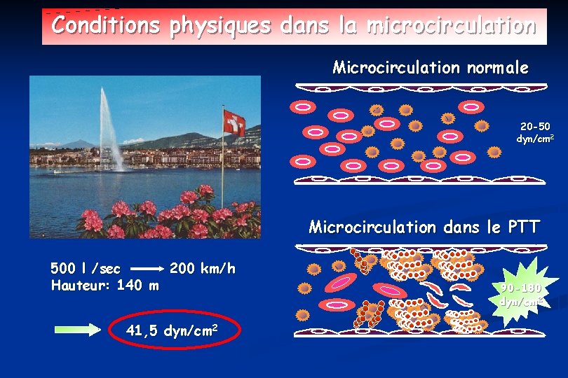 Conditions physiques dans la microcirculation Microcirculation normale 20 -50 dyn/cm 2 Microcirculation dans le