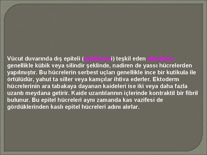 Vücut duvarında dış epiteli (epidermisi) teşkil eden ektoderm genellikle kübik veya silindir şeklinde, nadiren