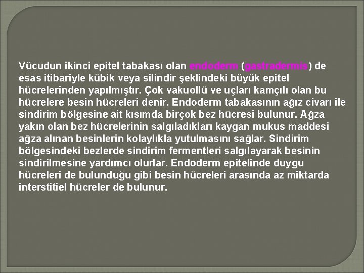 Vücudun ikinci epitel tabakası olan endoderm (gastradermis) de esas itibariyle kübik veya silindir şeklindeki