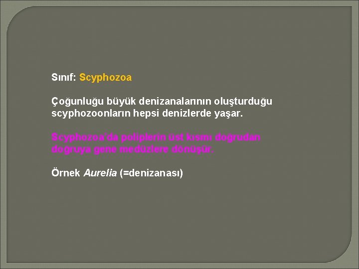 Sınıf: Scyphozoa Çoğunluğu büyük denizanalarının oluşturduğu scyphozoonların hepsi denizlerde yaşar. Scyphozoa’da poliplerin üst kısmı