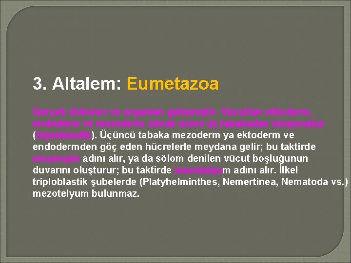 3. Altalem: Eumetazoa Gerçek dokuları ve organları gelişmiştir. Vücutları ektoderm, endoderm ve mezoderm olmak