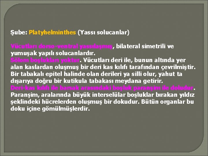 Şube: Platyhelminthes (Yassı solucanlar) Vücutları dorso-ventral yassılaşmış, bilateral simetrili ve yumuşak yapılı solucanlardır. Sölom