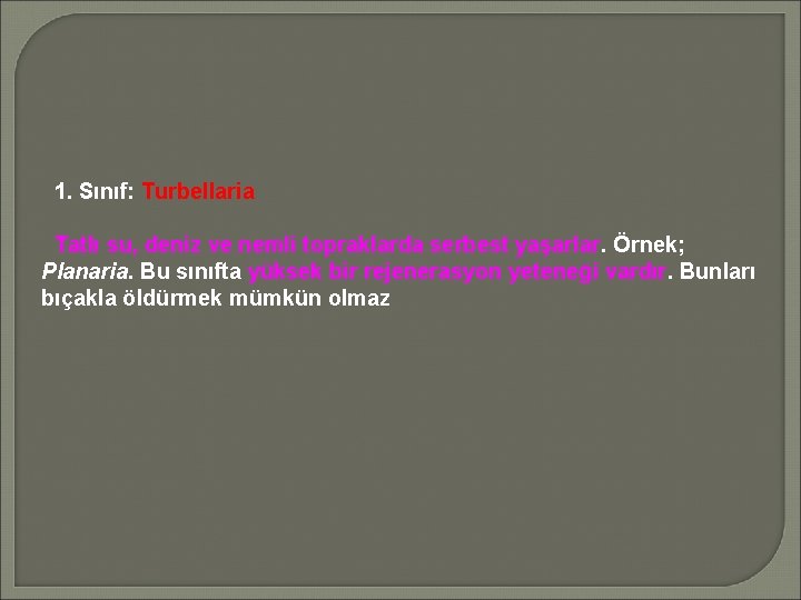 1. Sınıf: Turbellaria Tatlı su, deniz ve nemli topraklarda serbest yaşarlar. Örnek; Planaria. Bu