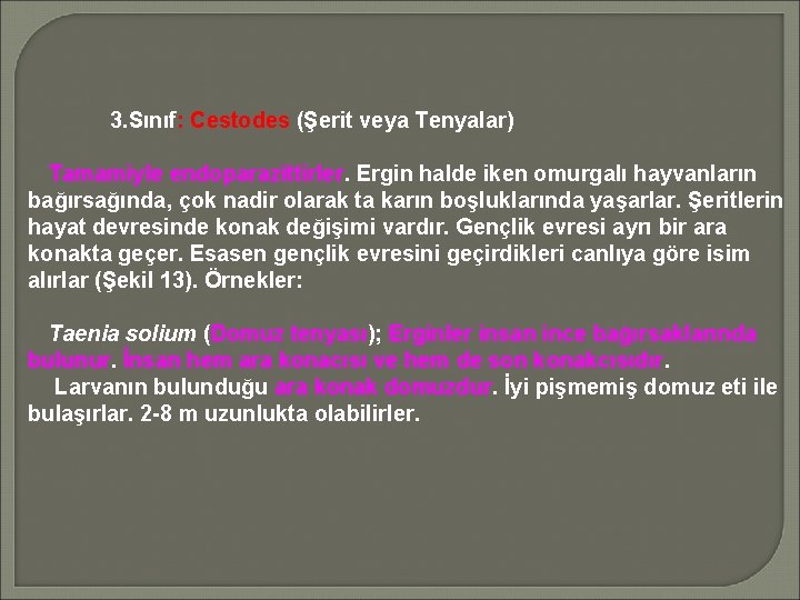 3. Sınıf: Cestodes (Şerit veya Tenyalar) Tamamiyle endoparazittirler. Ergin halde iken omurgalı hayvanların bağırsağında,