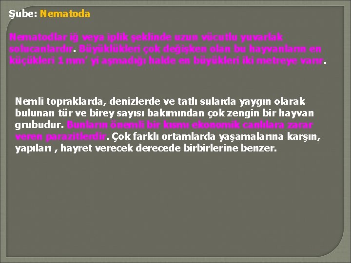 Şube: Nematoda Nematodlar iğ veya iplik şeklinde uzun vücutlu yuvarlak solucanlardır. Büyüklükleri çok değişken