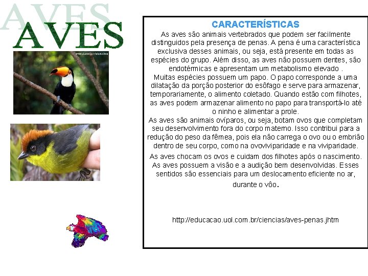 CARACTERÍSTICAS As aves são animais vertebrados que podem ser facilmente distinguidos pela presença de