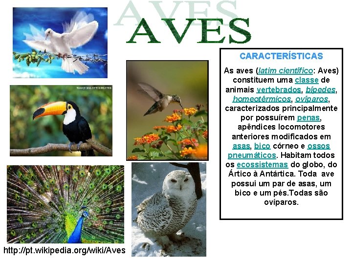 CARACTERÍSTICAS As aves (latim científico: Aves) constituem uma classe de animais vertebrados, bípedes, homeotérmicos,