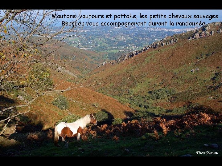 Moutons, vautours et pottoks, les petits chevaux sauvages Basques vous accompagneront durant la randonnée.