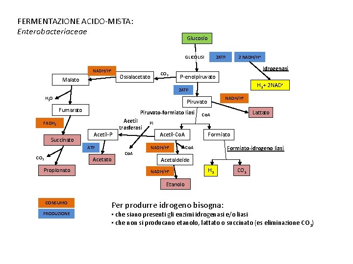 FERMENTAZIONE ACIDO-MISTA: Enterobacteriaceae Glucosio GLICOLISI NADH/H+ Malato CO 2 Ossalacetato 2 ATP 2 NADH/H+