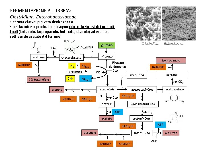 FERMENTAZIONE BUTIRRICA: Clostridium, Enterobacteriaceae • enzima chiave: piruvato deidrogenasi • per favorire la produzione FERMENTAZIONE BUTIRRICA: Clostridium, Enterobacteriaceae • enzima chiave: piruvato deidrogenasi • per favorire la produzione