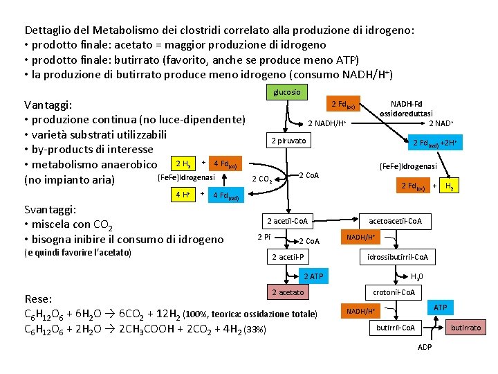 Dettaglio del Metabolismo dei clostridi correlato alla produzione di idrogeno: • prodotto finale: acetato